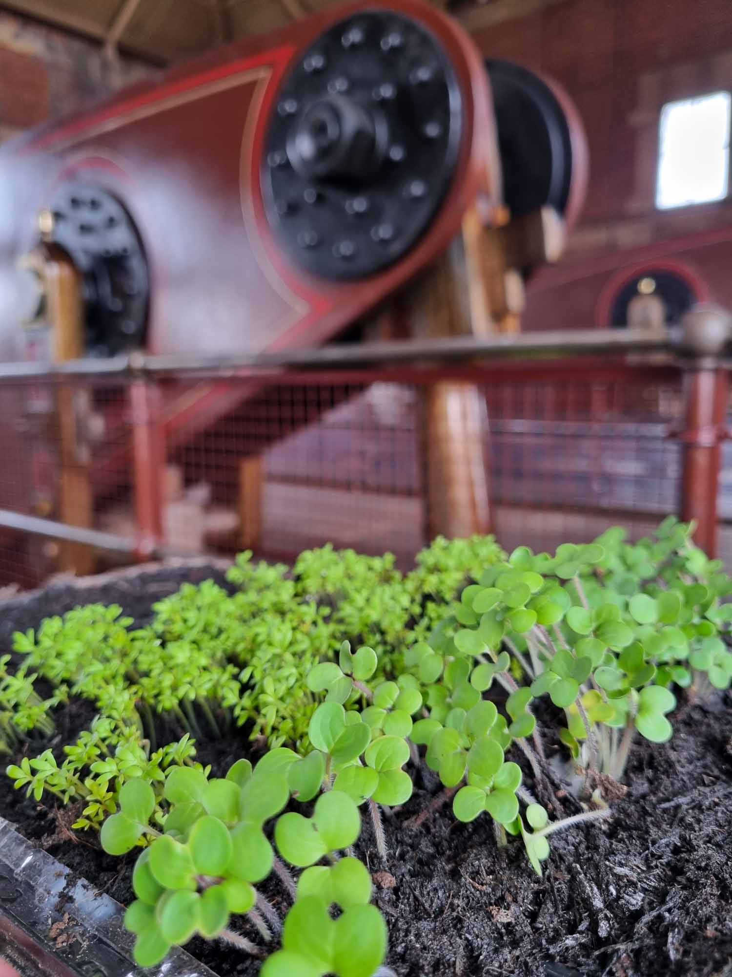 Leicester's Big Plant Swap!