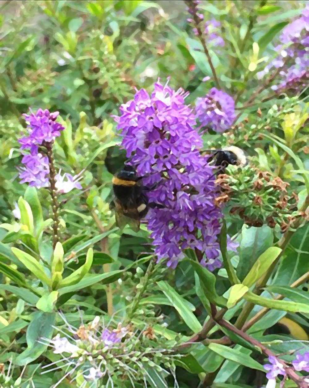Garden Delights