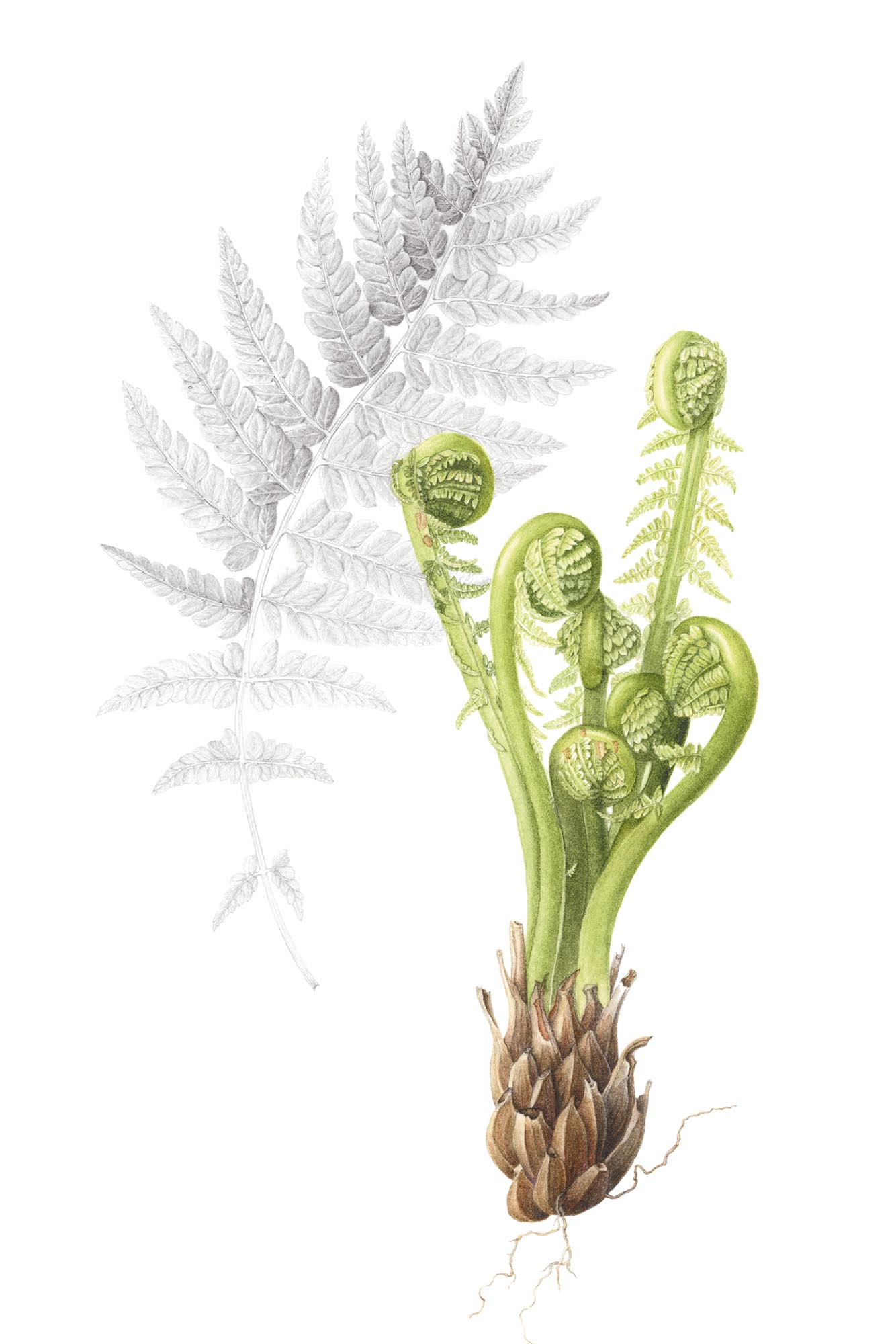 Food for Thought - Edible and Foraged Plants