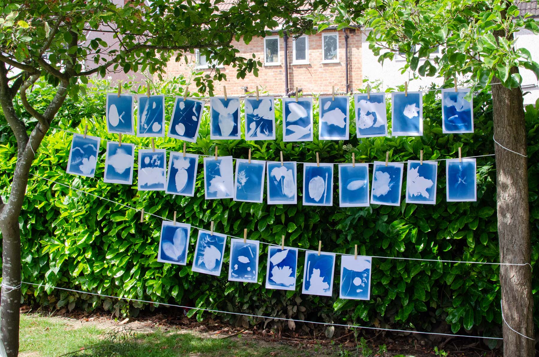 Cyanotype Photography for Beginners