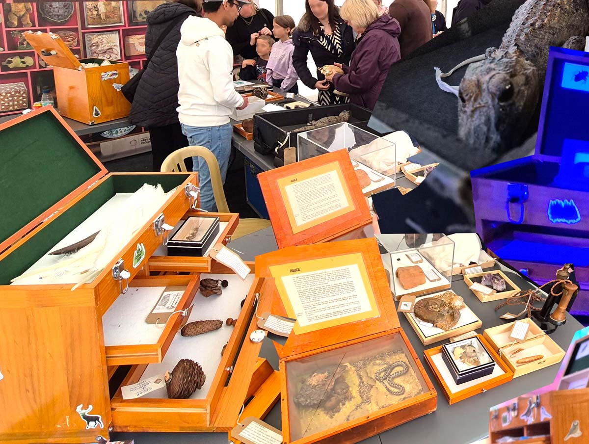 Cabinet of Curiosity - Doorstep Museum at New Parks Library