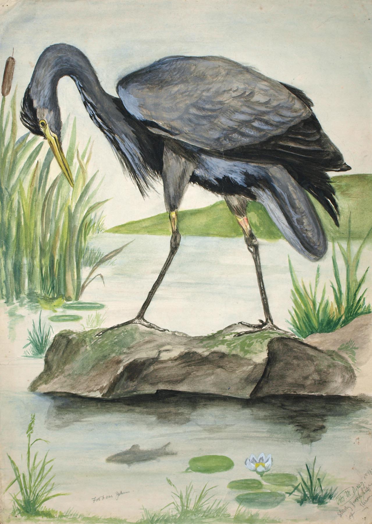 86 Study Heron