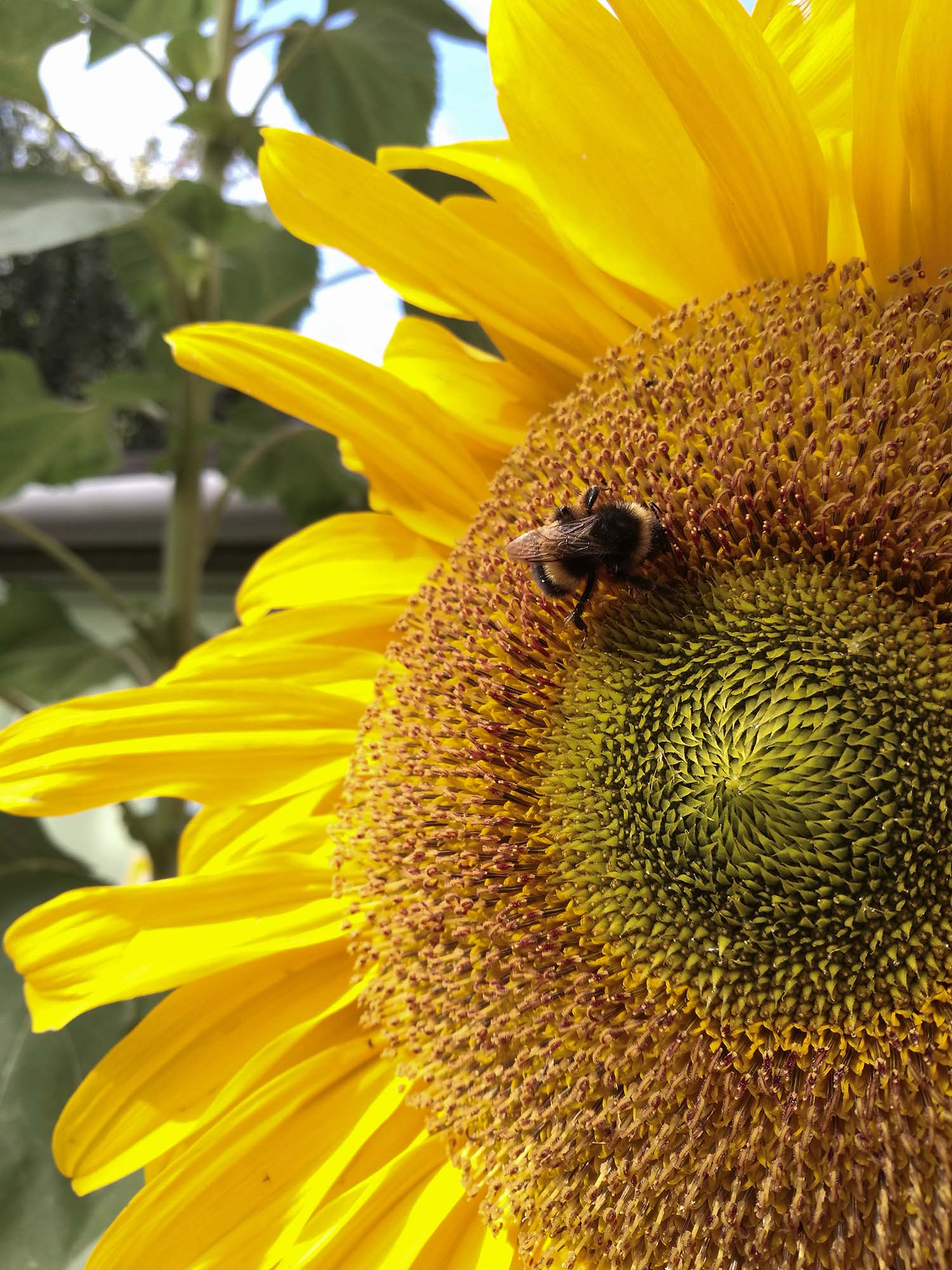 Bee on Sunflower – Spencer Greasly