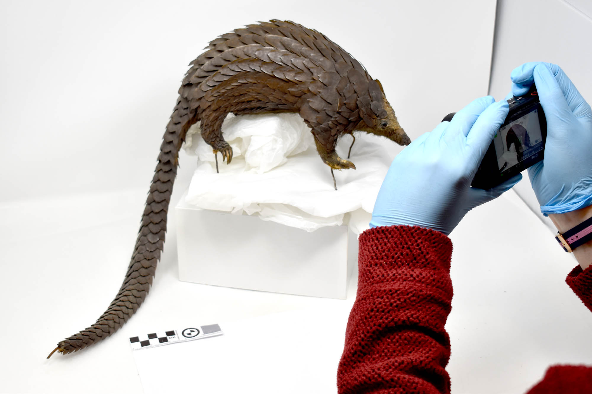 Photograph of a pangolin specimen being recorded