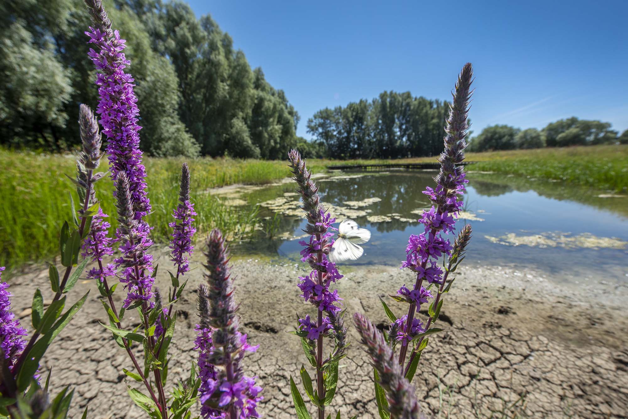 Butterfly and wildflowers– Ian Davies