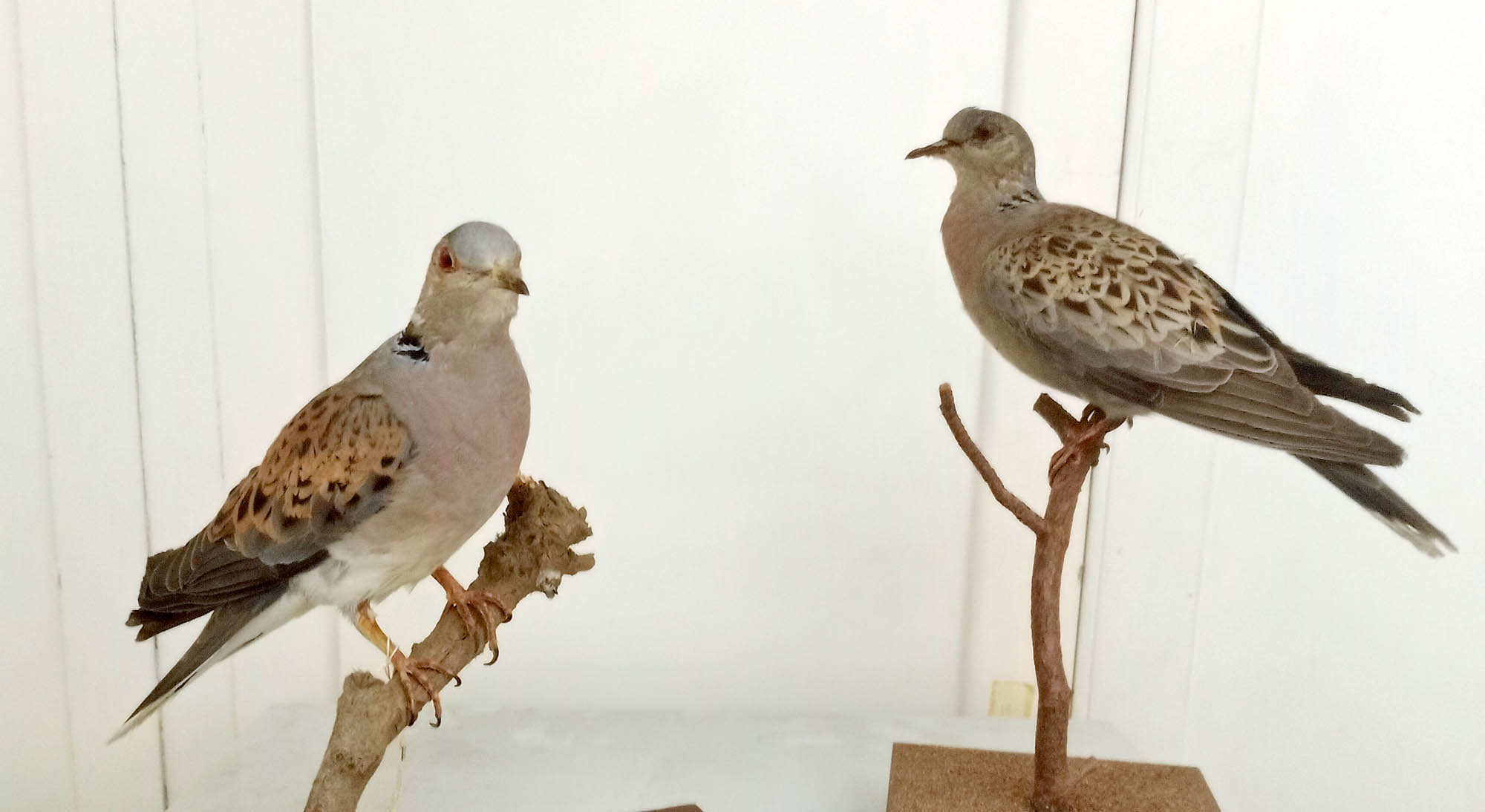 OOTM Dec 2025 Banner