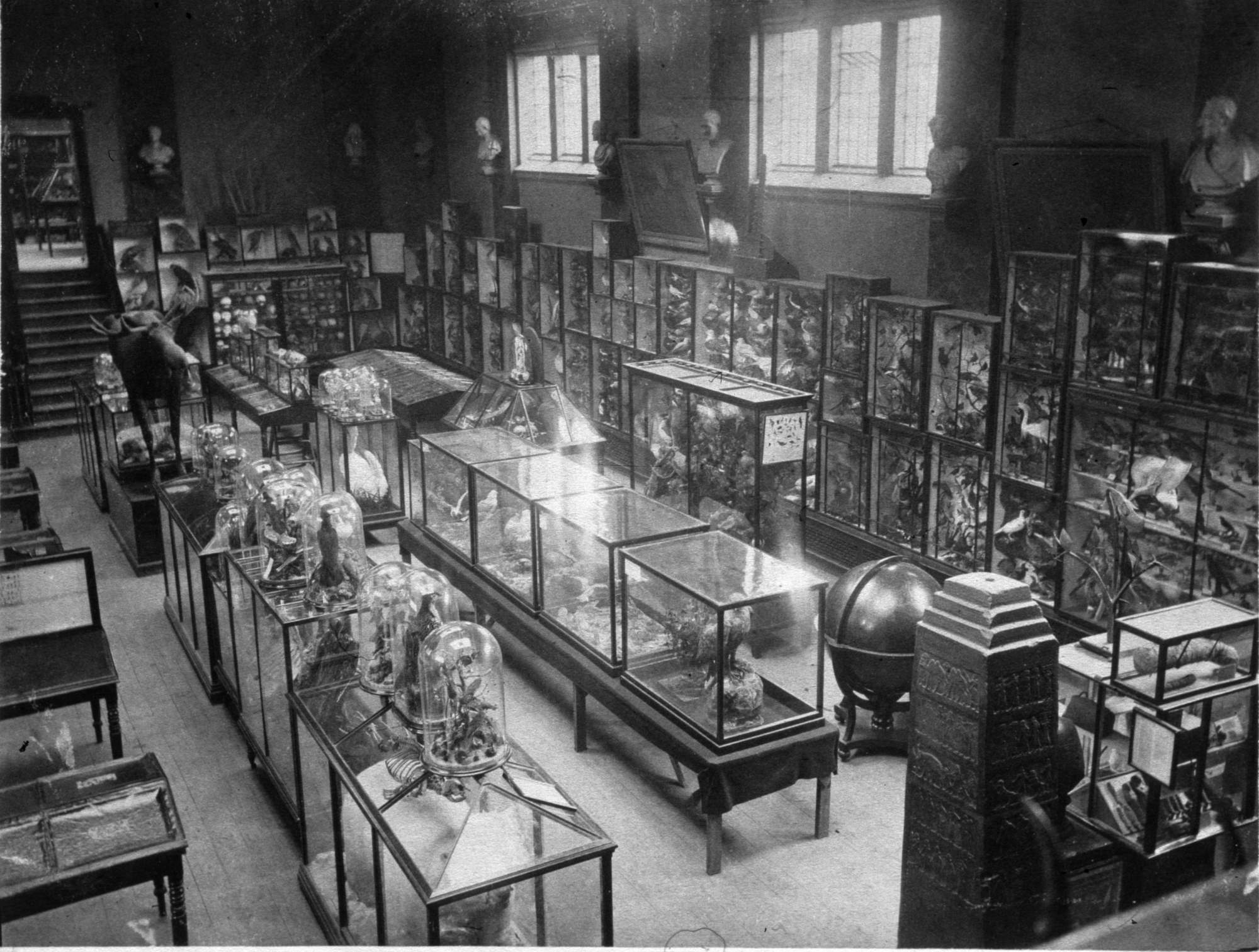 The large upstairs gallery, from the 1870s. Although dominated by birds and mammls such as the moose, Egyptian antiquities were also on show here.