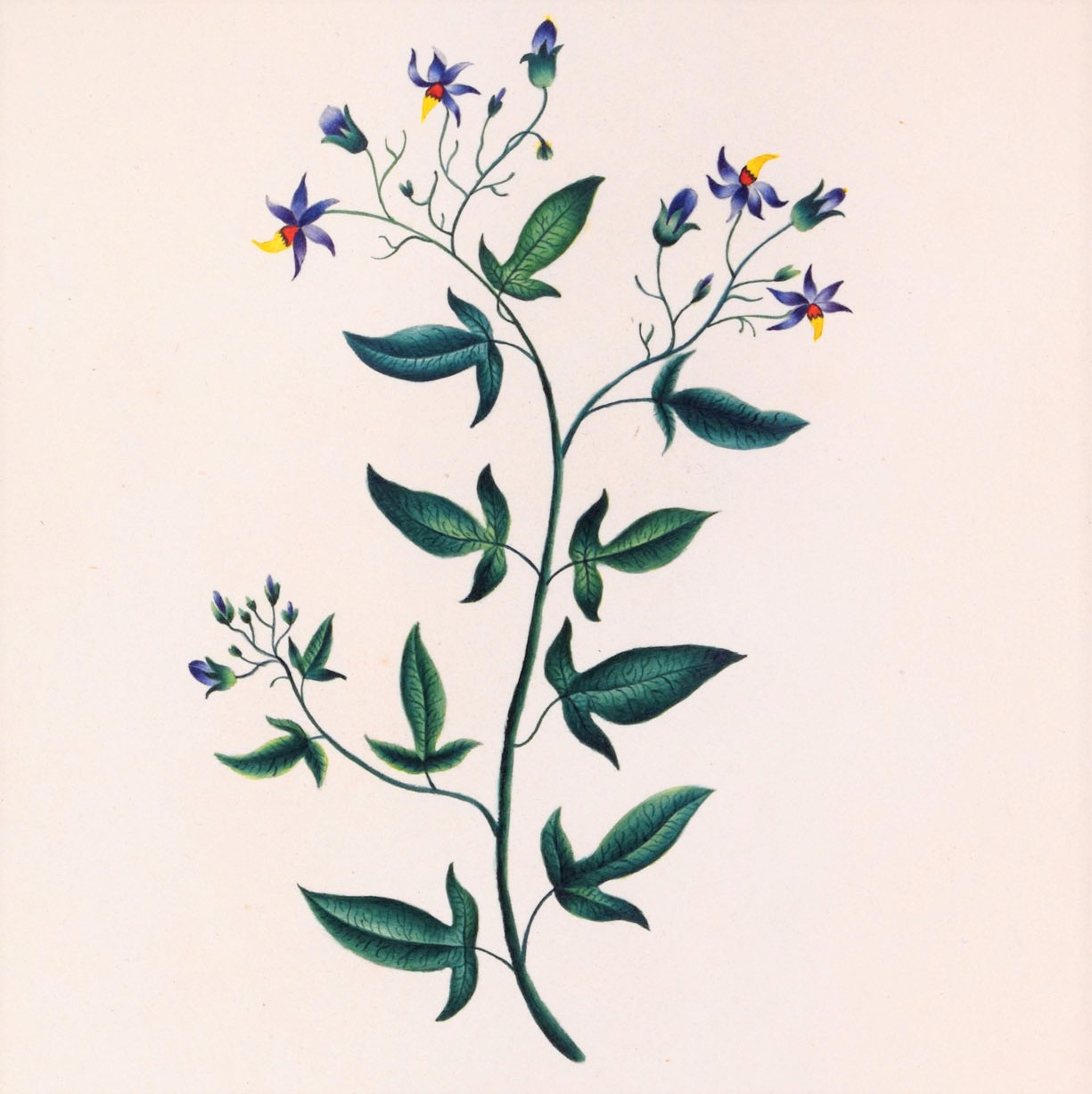 Detail of untitled watercolour, Woody Nightshade (Solanum dulcamara) flowers and leaves