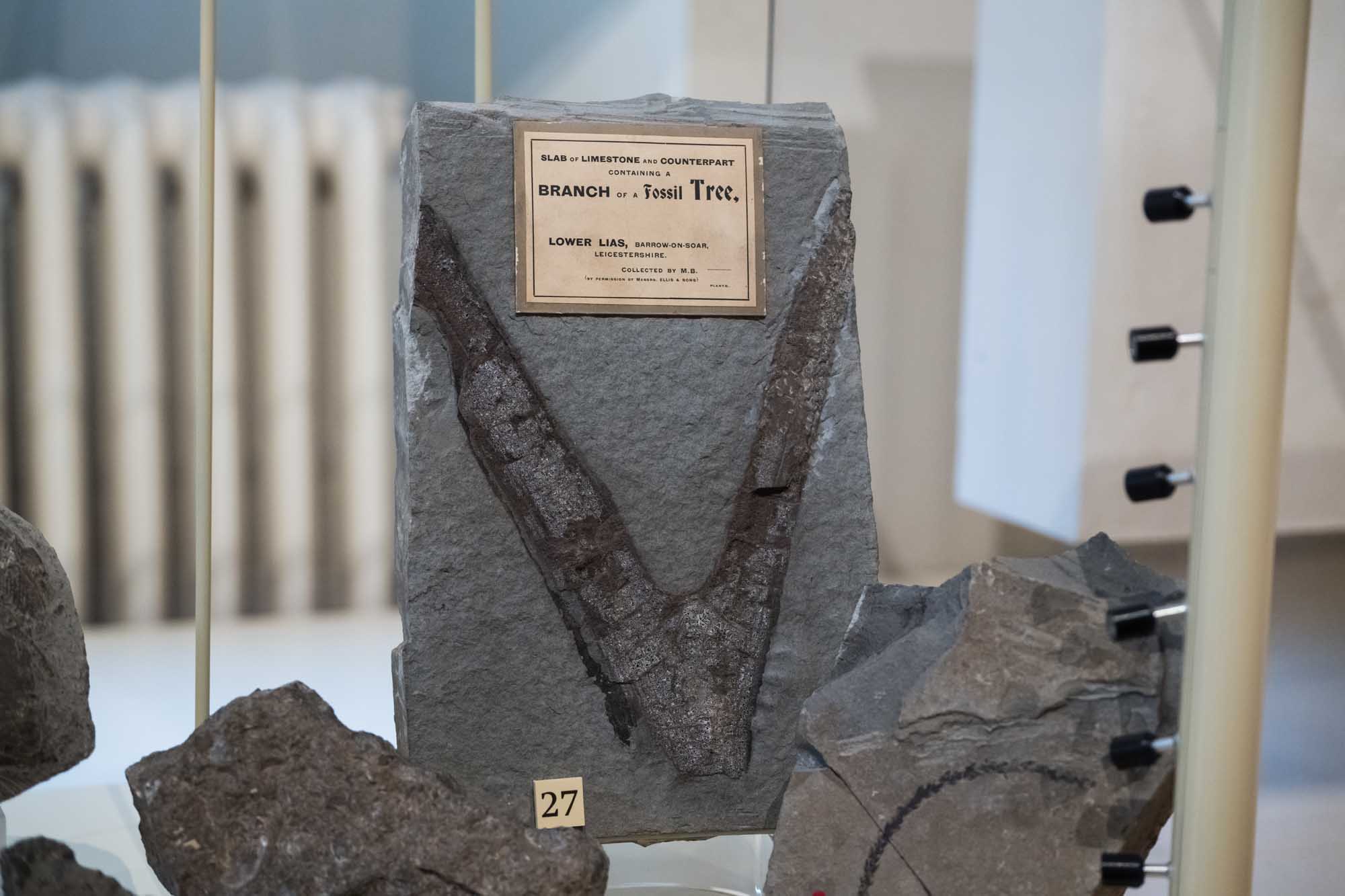 photo of a fossil tree branch
