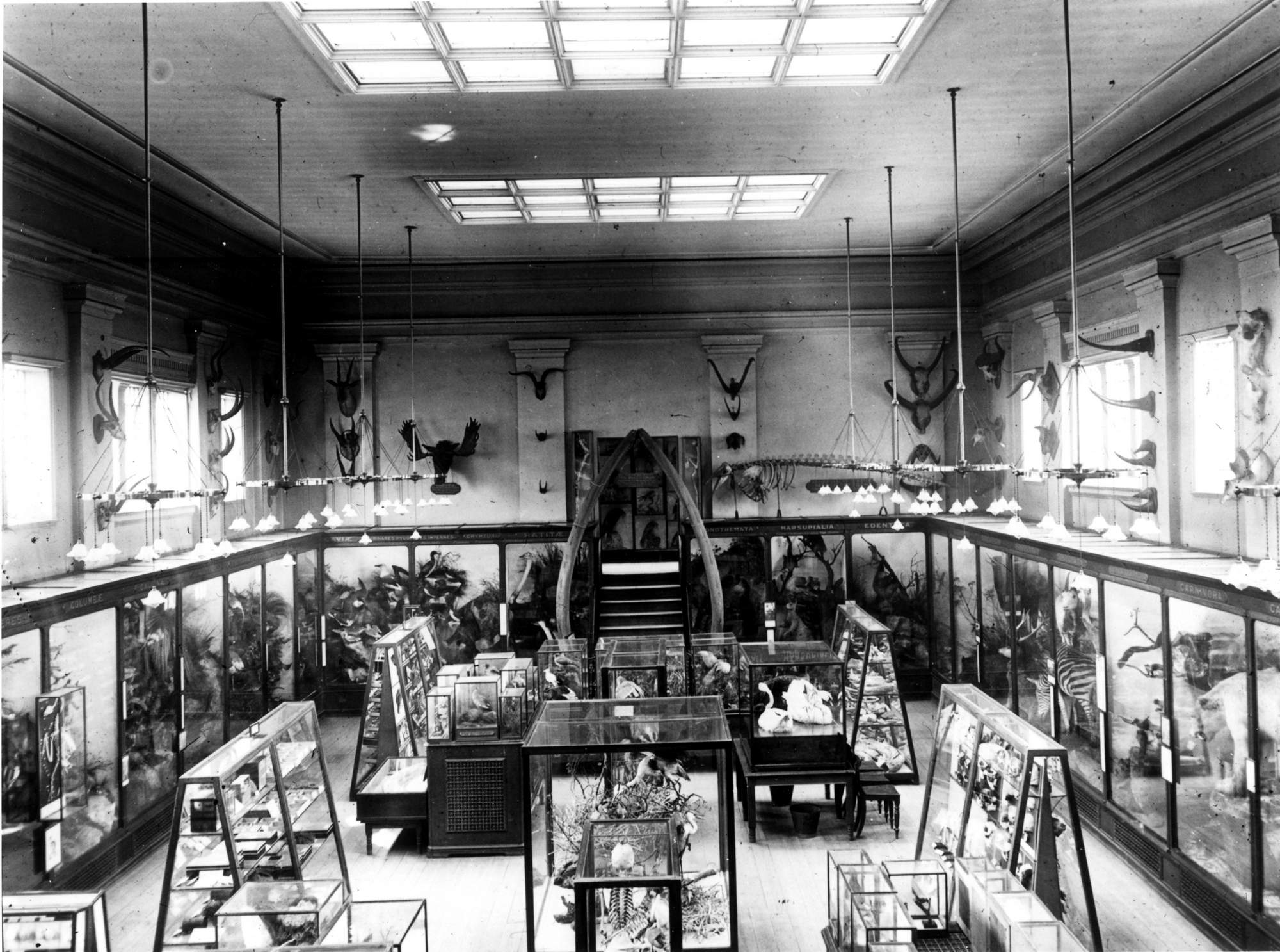 Vertebrate Room 1 1910