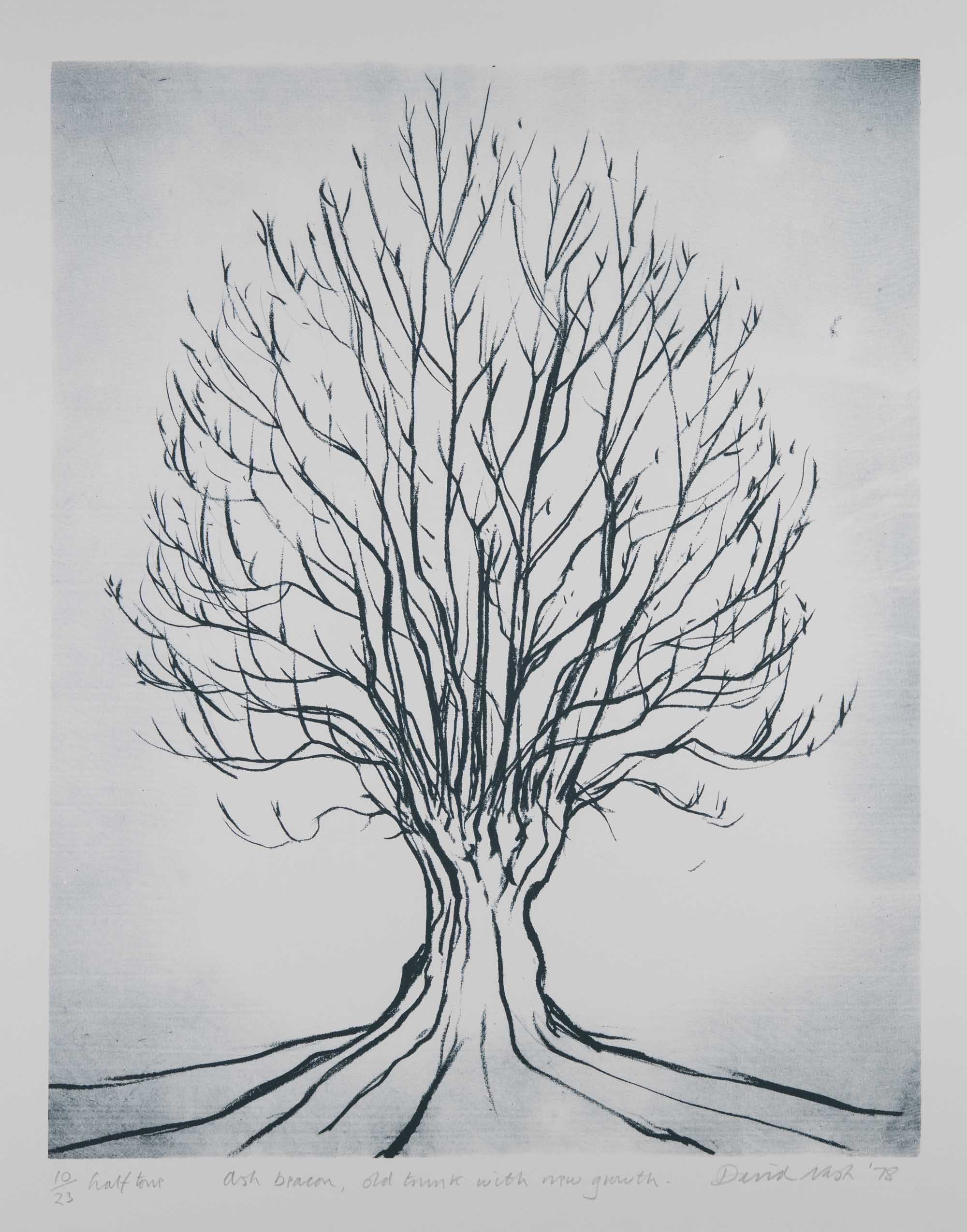 Photograph of the Ash Beacon print