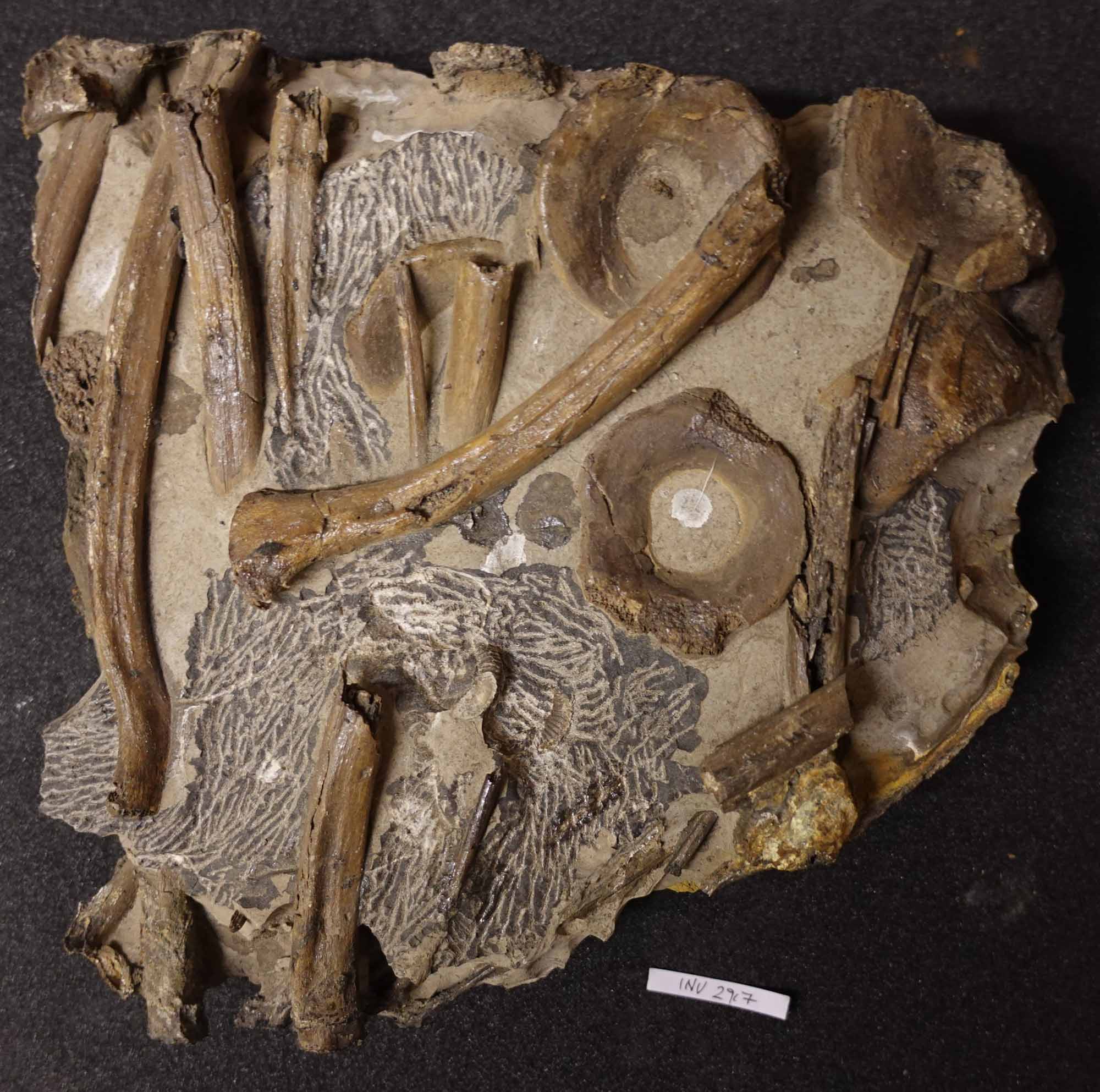 Triassic Bone Bed 2