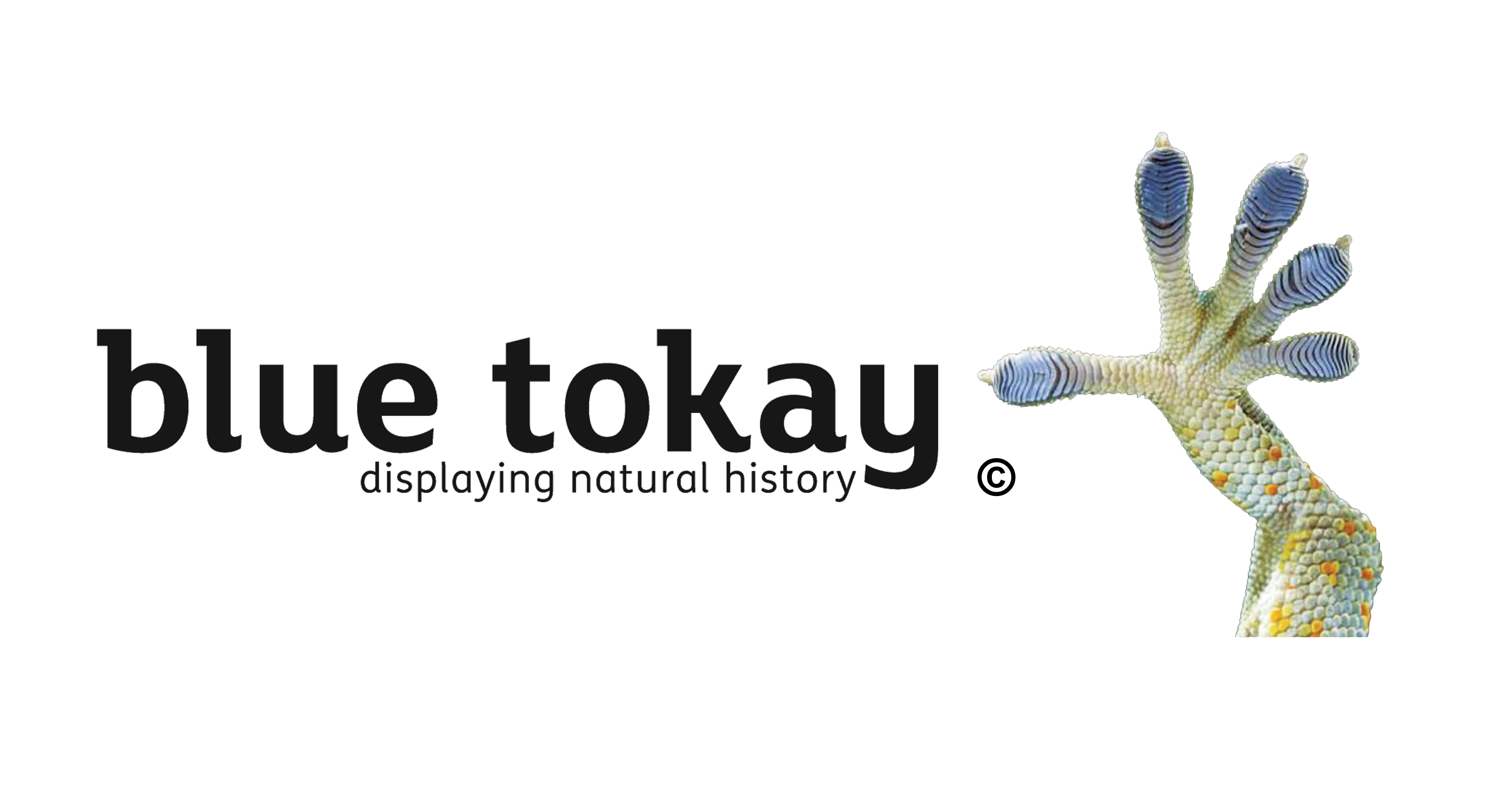 Blue Tokay logo