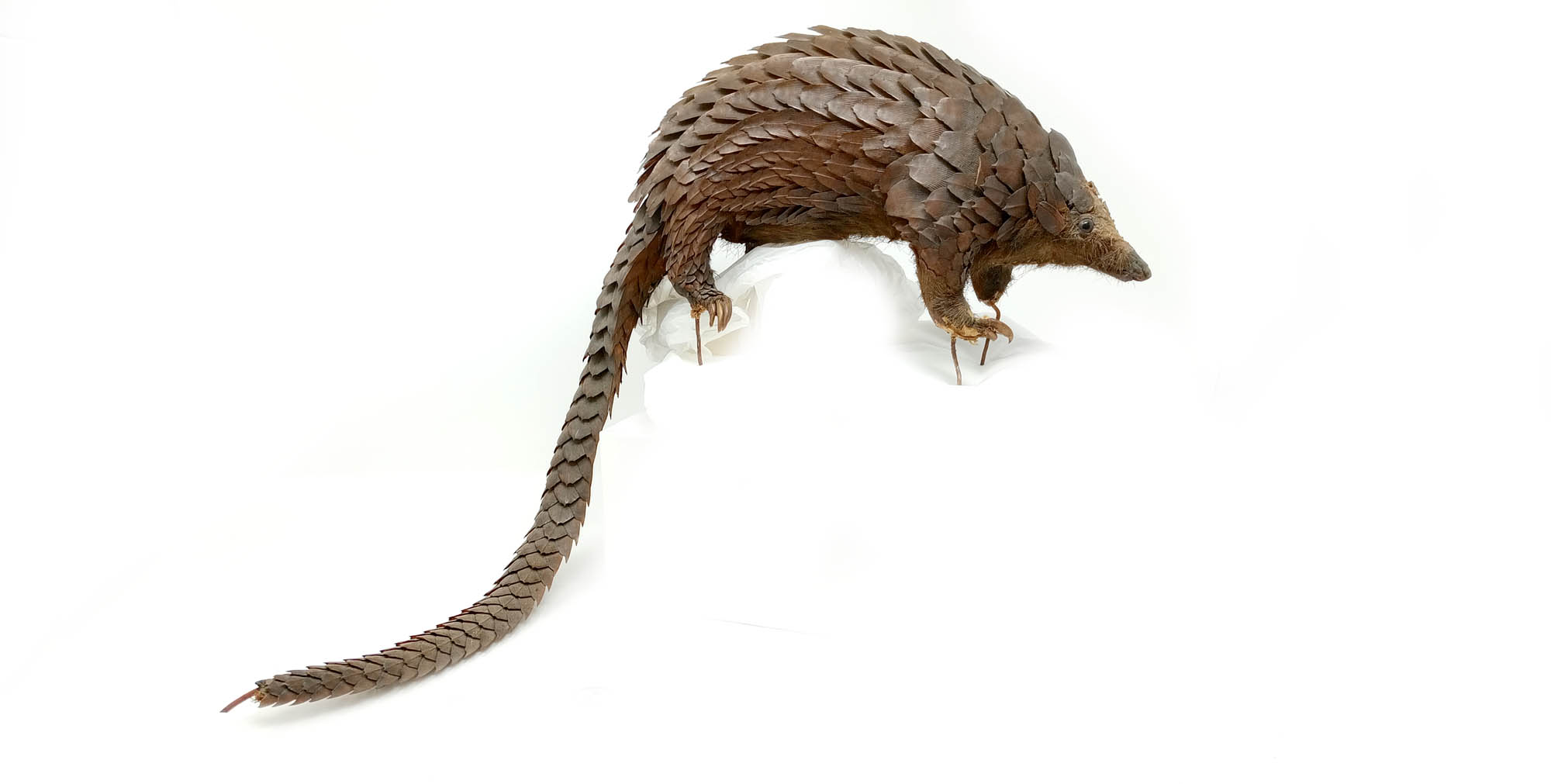 Pangolin 01