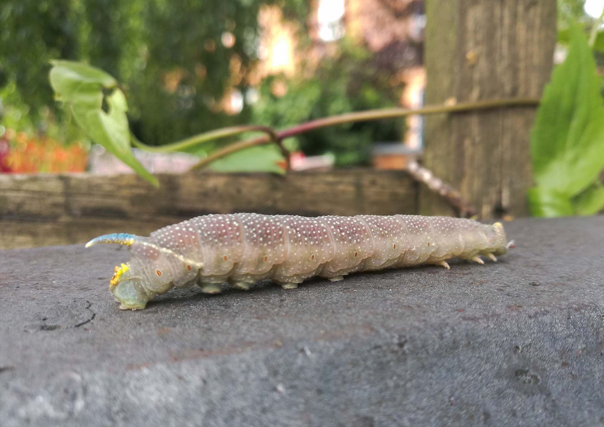 Limehawk Moth – Spencer Greasly