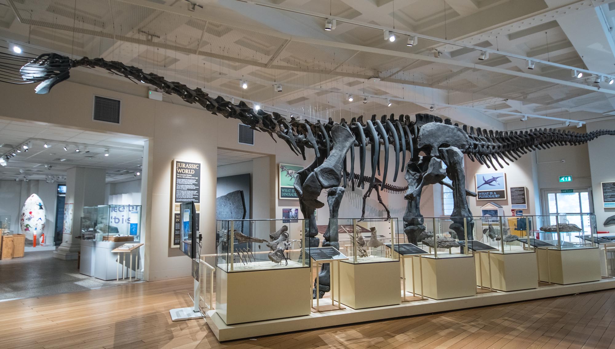 The Rutland Dinosaur, on display at Leicester Museum & Art Gallery