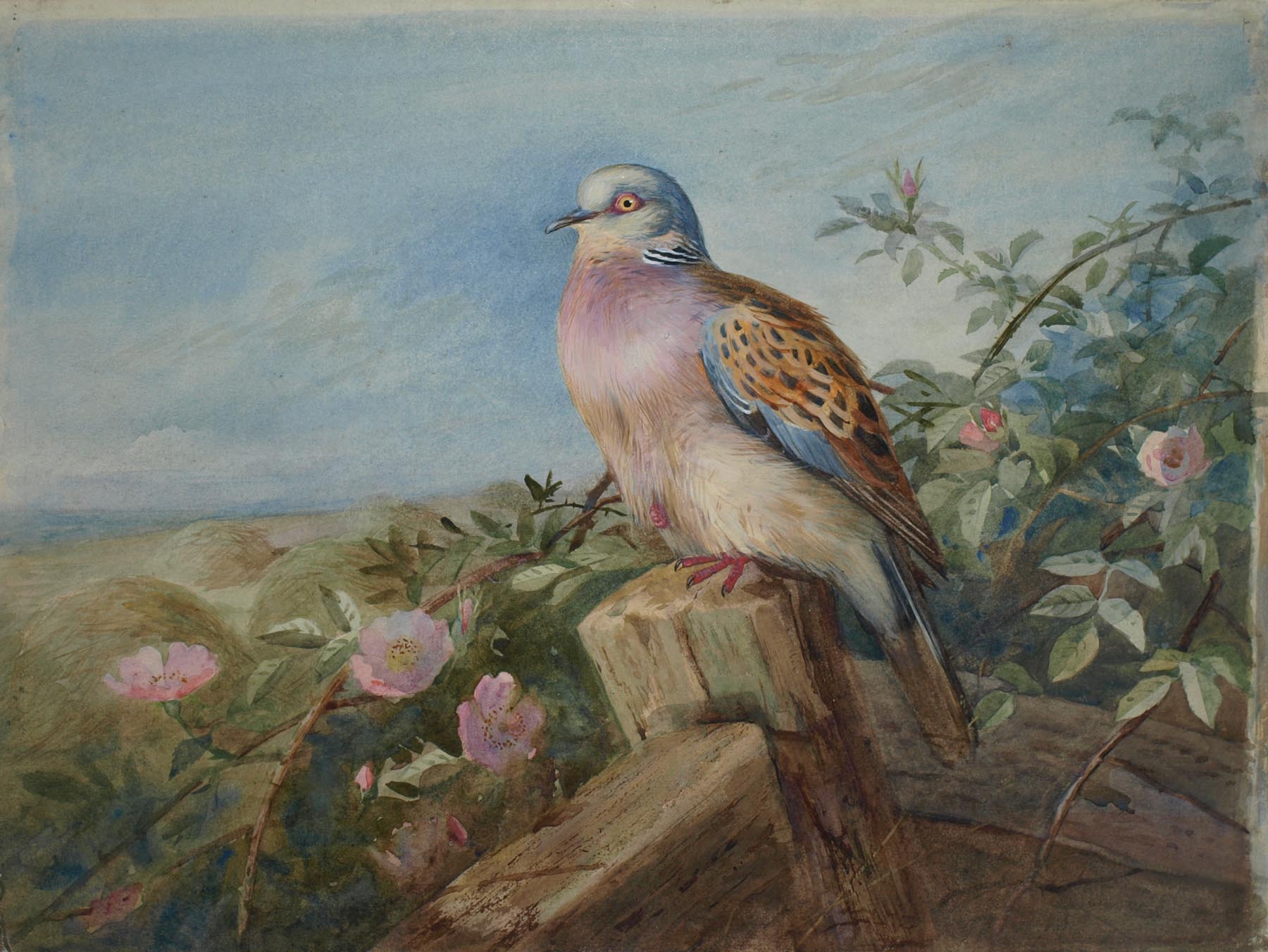 Turtle Dove and Dog Roses, undated